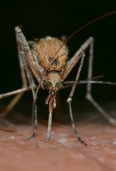 Malaria, Oms: la lotta contro la malattia si è fermata